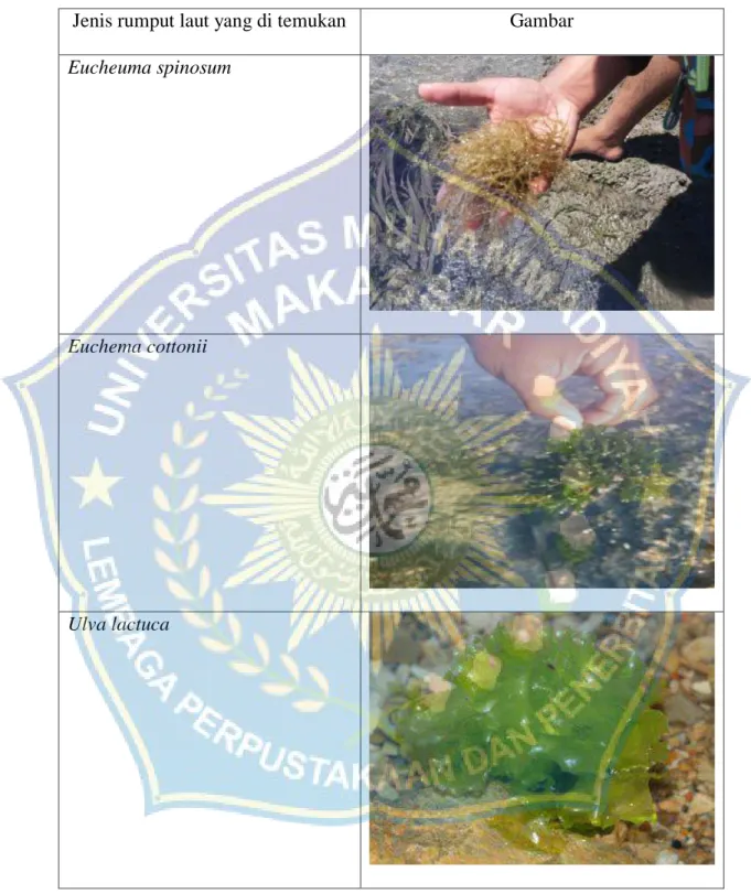 Tabel 4.2 Jenis rumput laut yang di temukan di bagian Selatan Pulau Tanakeke  Jenis rumput laut yang di temukan  Gambar 