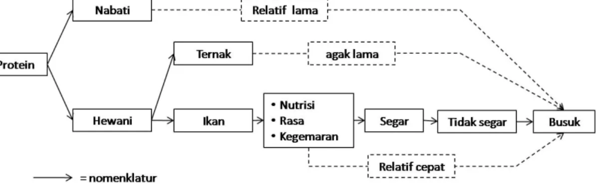 Gambar 1 Diagram  hipotetik  nomenklatur  sumber  protein  dan  proses  pembusukan  dari berbagai sumber protein hewani