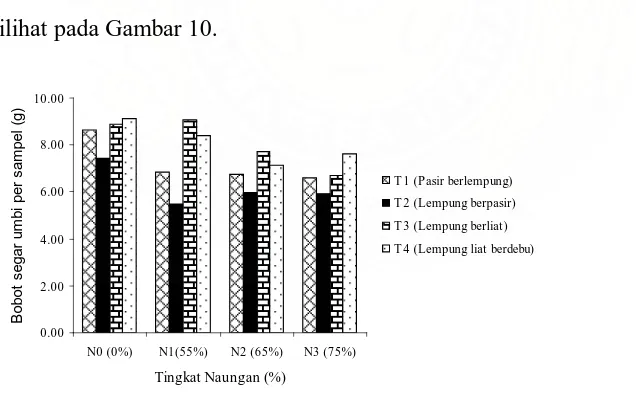 Tabel 8. Rataan jumlah umbi (gram) karena pengaruh naungan dan tekstur tanah.  