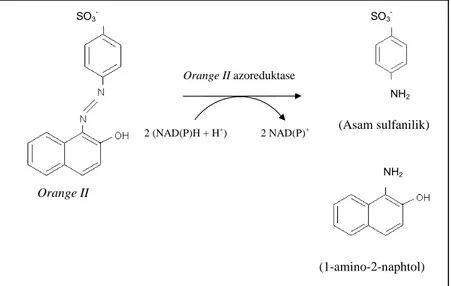 Gambar 1. Reduksi Acid Orange 7 (Zimmermann et al., 1982)