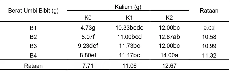 Tabel 4. Rataan berat umbi per plot pada berbagai perlakuan berat umbi bibit dan dosis pupuk KCl