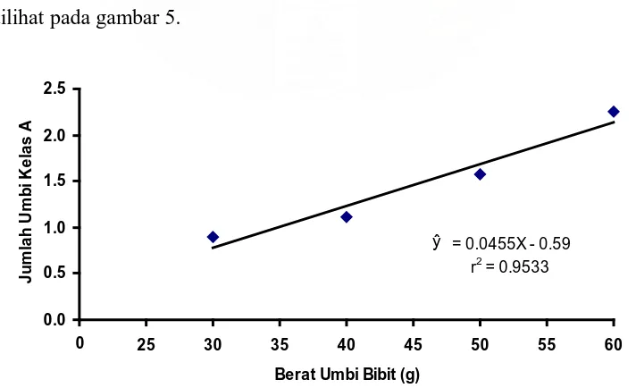 Tabel 6. Rataan jumlah umbi kelas A pada berbagai perlakuan berat umbi bibit dan dosis pupuk KCl