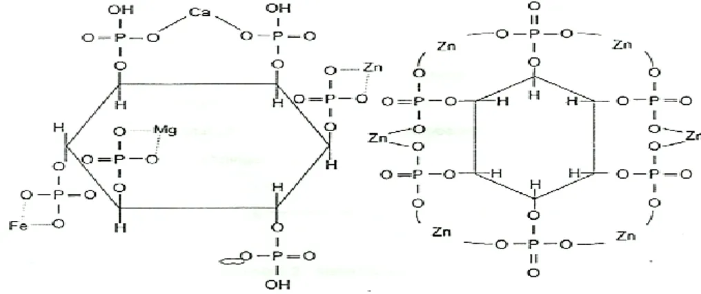 Gambar 2. Struktur kompleks fitat-mineral menurut (a) Erdman (1979) dan (b) Scott et  al (1982) 