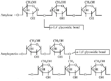 Gambar 2.2 Struktur molekul amilosa dan amilopektin [26] 