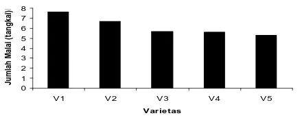 Tabel 3. Rataan Jumlah Malai per Tanaman Beberapa varietas Padi ladang Varietas Rata-rata   