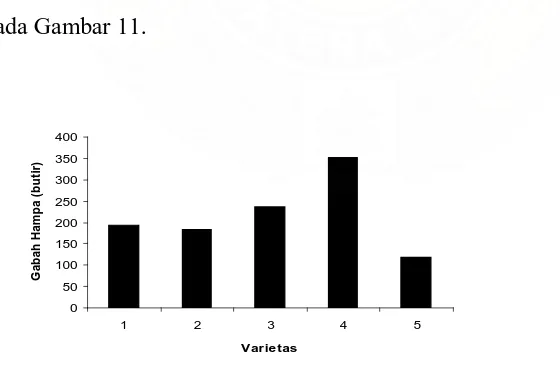 Gambar 11. Histogram Jumlah Gabah Hampa per Malai dan Varietas (butir). 