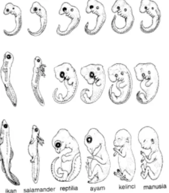 Gambar    Perkembangan  embrio vertebrata 
