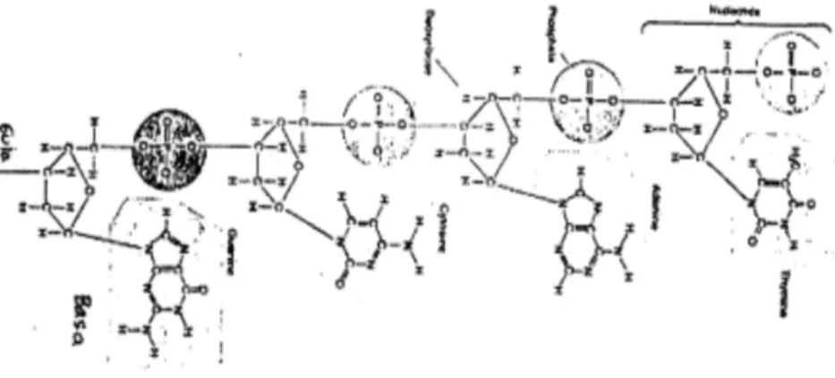 Gambar 5.3  Satu rantai molekul DNA dan subunit-subunitnya 