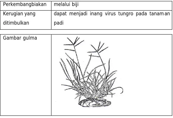 Gambar gulma 