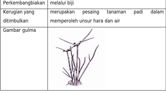 Gambar gulma 