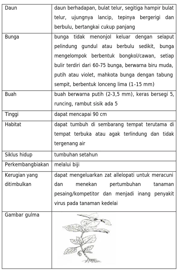Gambar gulma 