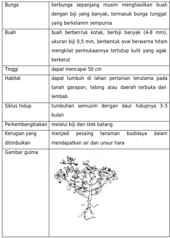 Gambar gulma 