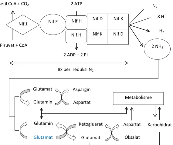 Gambar 3. Skema reaksi dan mekanisme molekuler fiksasi Nitrogen (Iwata et al., 2012)  Berdasarkan  hasil  uji  korelasi  Pearson  dapat 