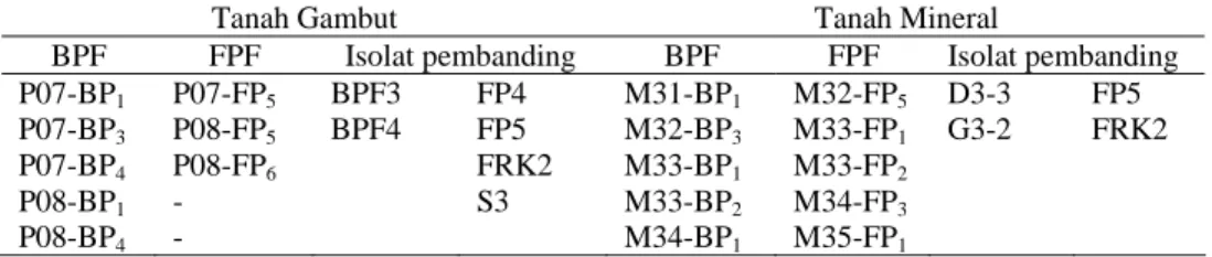 Tabel 14. Isolat Mikrob Pelarut Fosfat yang akan Diuji pada A. mangium dan  A.  crassicarpa (RAPP-Riau) 