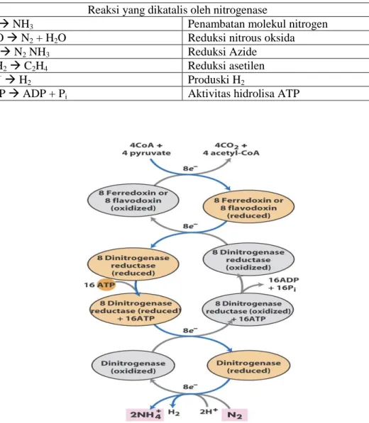 Tabel 2. Reaksi yang Dikatalisis oleh Enzim Nitrogenase (Taiz dan Zeiger, 2002) Reaksi yang dikatalis oleh nitrogenase