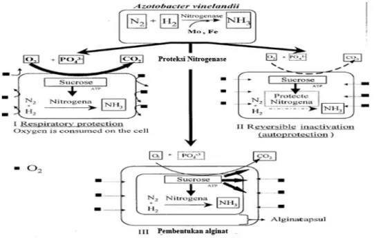 Gambar 6. Mekanisme proteksi enzim nitrgenase dari oksegen pada Azotobacter vinelandii III