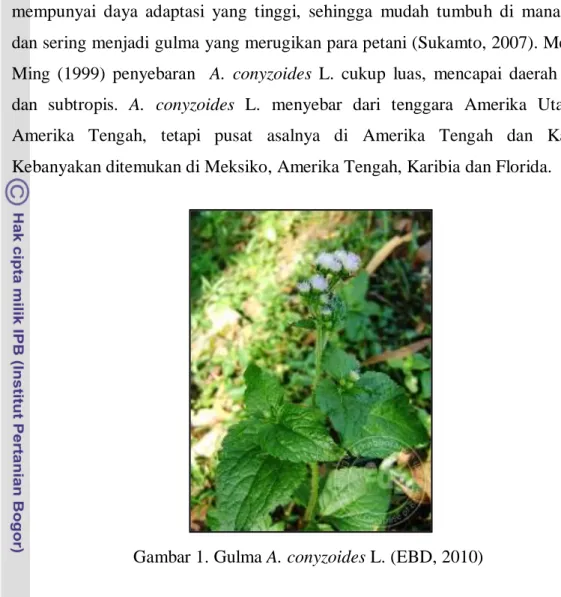 Gambar 1. Gulma A. conyzoides L. (EBD, 2010) 