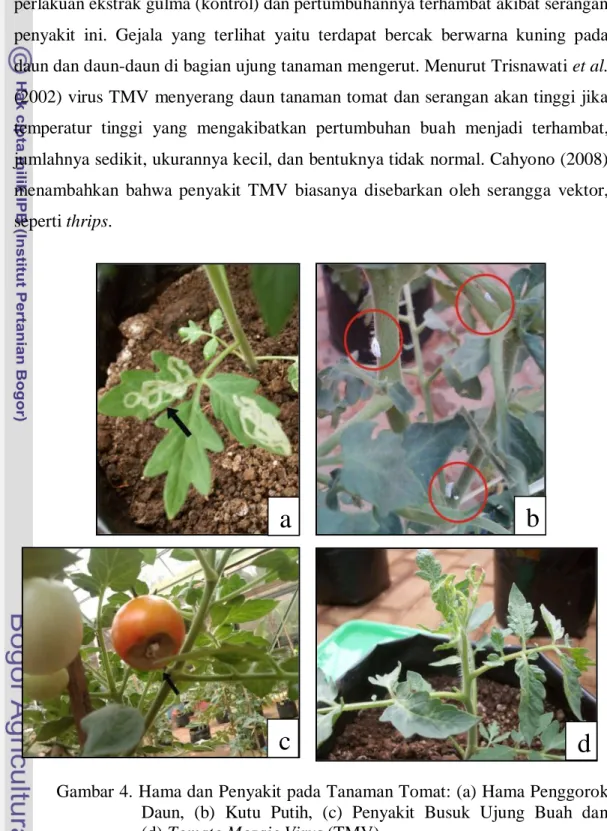 Gambar 4. Hama dan Penyakit pada Tanaman Tomat: (a) Hama Penggorok  Daun,  (b)  Kutu  Putih,  (c)  Penyakit  Busuk  Ujung  Buah  dan   (d) Tomato Mozaic Virus (TMV) 