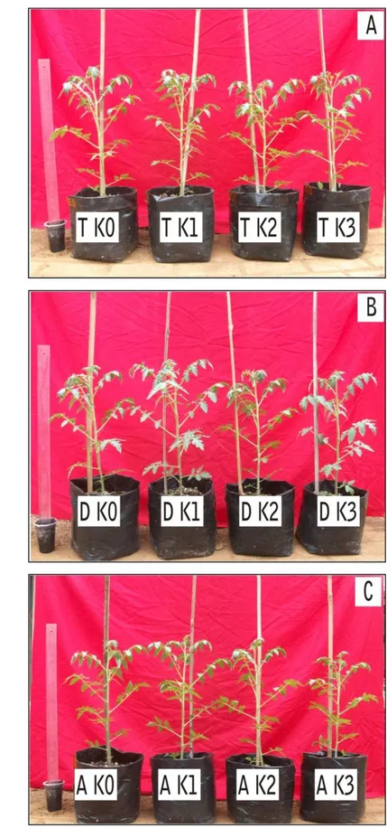 Gambar 5. Tinggi Tanaman Tomat pada 3 MST dengan perlakuan ekstrak  gulma: (A) C. rotundus, (B) D