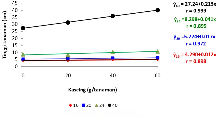 Gambar 3. Hubungan antara Tinggi Tanaman (cm) dengan Dosis Kascing (g/tanaman) Umur 16, 20, 24 dan 40 hst  