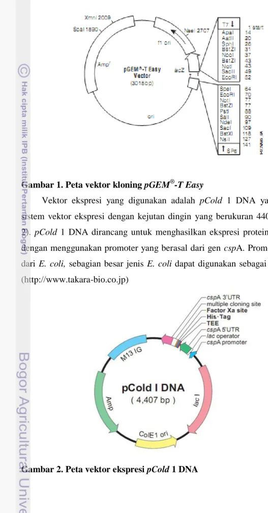Gambar 1. Peta vektor kloning pGEM ® -T Easy  