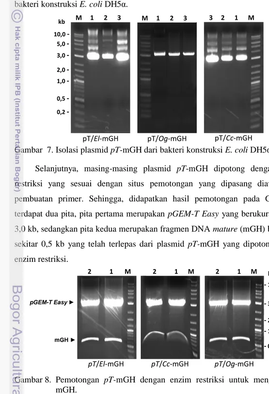 Gambar  7. Isolasi plasmid pT-mGH dari bakteri konstruksi E. coli DH5α. 