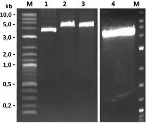 Gambar 9.  Pemotongan vektor ekspresi pCold 1 DNA dengan enzim restriksi. M: 