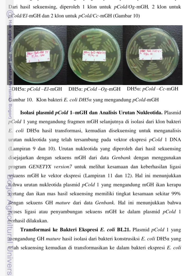 Gambar 10.  Klon bakteri E. coli DH5α yang mengandung pCold-mGH 