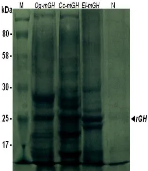Gambar 14.  SDS-PAGE  protein  rekombinan  hormon  pertumbuhan  (rGH)  ikan  gurame  (Og-mGH),  ikan  mas  (Cc-mGH)  dan  ikan  kerapu  kertang  (El-mGH)
