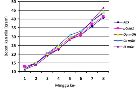 Gambar 15.  Laju pertumbuhan bobot ikan nila per minggu yang disuntik dengan  PBS  dan  pCold  1  (sebagai  kontrol)  dan  protein  rGH  ikan  kerapu  kertang  (El-mGH),  ikan  gurame  (Og-mGH)  dan  ikan  mas   (Cc-mGH)