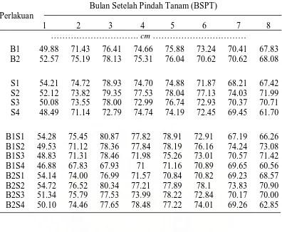 Tabel 1. Rataan pertumbuhan tinggi tanaman dari perlakuan pupuk NPK dan jumlah bibit 