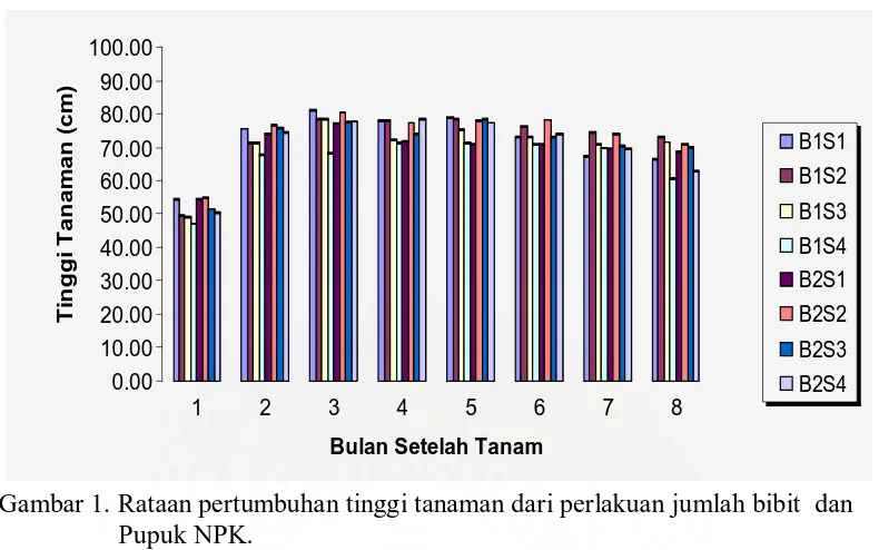 Gambar 1. Rataan pertumbuhan tinggi tanaman dari perlakuan jumlah bibit  dan Pupuk NPK