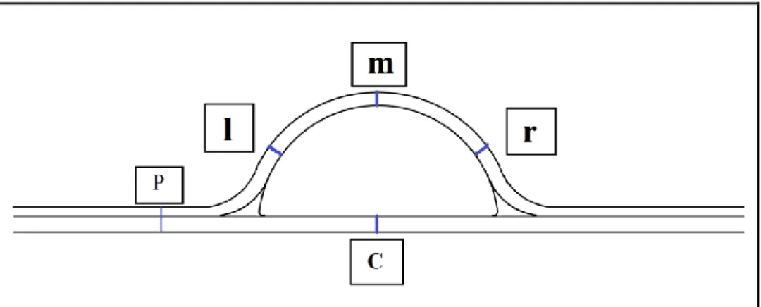 Gambar  3.    Pengukuran  lapisan  mutiara  dan  lapisan  kerang  :  kiri  (l),  tengah  (m),   kanan (r), ketebalan lapisan cangkang bagian tengah inti (C) dan ketebalan cangkang  sampai cangkang (P) 