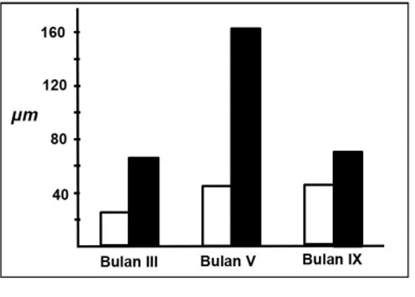 Gambar  6. Grafik  perbandingan  ketebalan  rata-rata  lapisan  mutiara  blister  (mabé)  pada  Pteria  penguin  (putih)  dan  pengukuran  ketebalan  lapisan  cangkang  (hitam)  pada  Pteria  penguin 