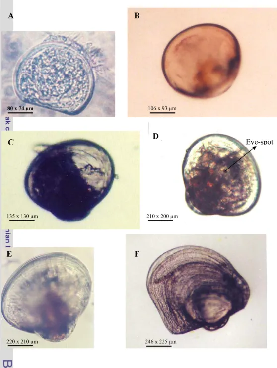Gambar 6a. Tahapan perkembangan larva P. maxima. (A) bentuk-D; (B) Umbo awal; 