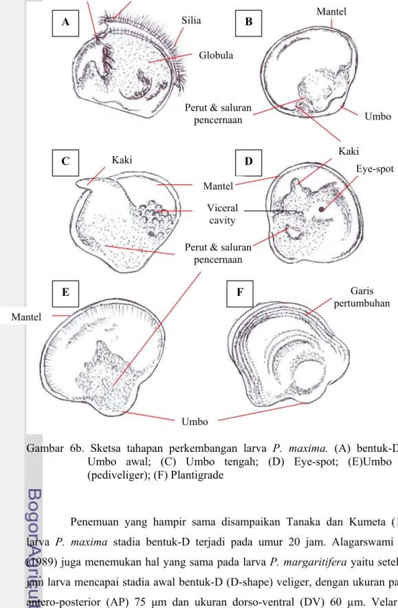 Gambar 6b. Sketsa tahapan perkembangan larva P. maxima. (A) bentuk-D; (B)  Umbo awal; (C) Umbo tengah; (D) Eye-spot; (E)Umbo akhir  (pediveliger); (F) Plantigrade 