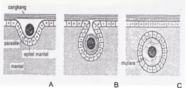 Gambar  4  Proses  terjadinya  mutira  A.  suatu  parasit tertangkap di antara cangkang dan epitel  mantel; B