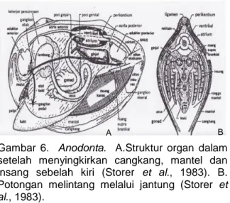 Gambar 7. Glochidium  pada Anodonta. 