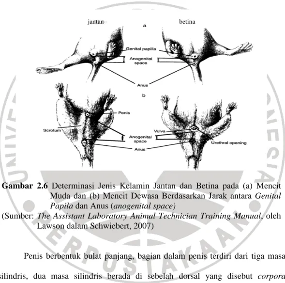 Gambar  2.6  Determinasi  Jenis  Kelamin  Jantan  dan  Betina  pada  (a)  Mencit  Muda  dan  (b)  Mencit  Dewasa  Berdasarkan  Jarak  antara  Genital  Papila dan Anus (anogenital space) 