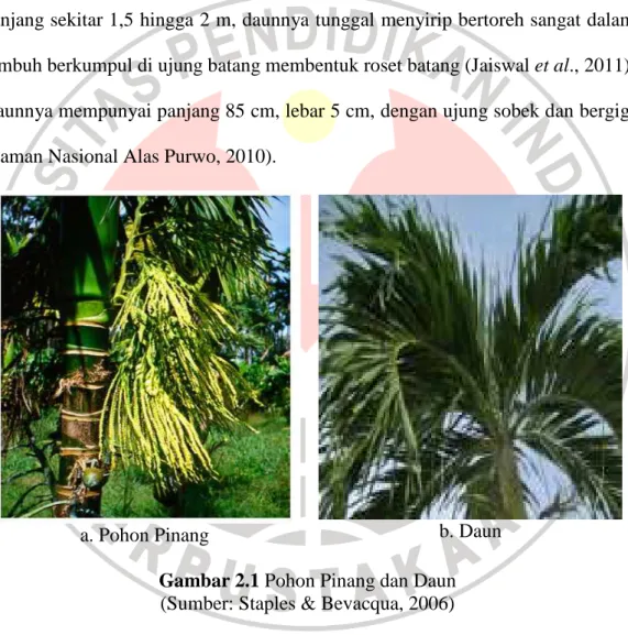 Gambar 2.1 Pohon Pinang dan Daun  (Sumber: Staples &amp; Bevacqua, 2006)