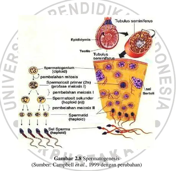 Gambar 2.8 Spermatogenesis 