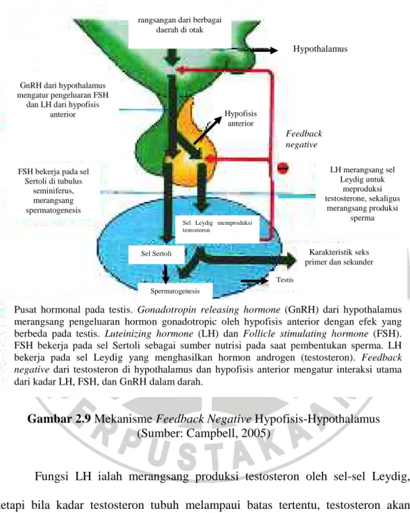 Gambar 2.9 Mekanisme Feedback Negative Hypofisis-Hypothalamus  (Sumber: Campbell, 2005) 