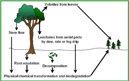 Gambar 3. Senyawa allelopati dilepaskan dari jaringan tumbuhan melalui penguapan,                    pencucian, eksudat akar, dan pembusukan organ tumbuhan