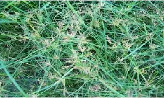 Gambar  5. Cyperus rotundus L. (Rumput teki) 