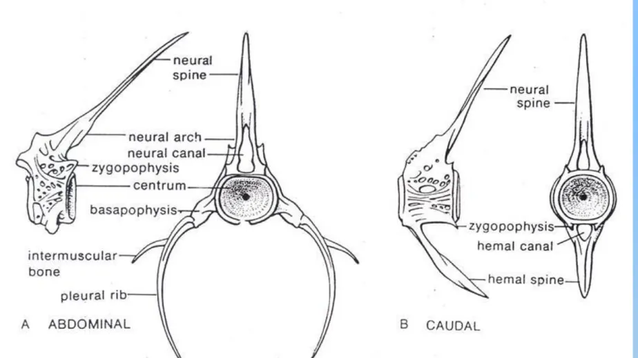 Gambar tulang belakang Teleost (sumber Bond, 1979) 