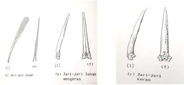 Gambar 2. Jari-jari sirip ikan Teleostei: (L) lateral dan (F) frontal. 