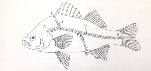 Gambar 3. Linea Lateralis (Garis Rusuk) dan Transversalias A-B : Linea Lateralis; D-D’-E-E’ :  Linea Transversal; C : sisik berpori