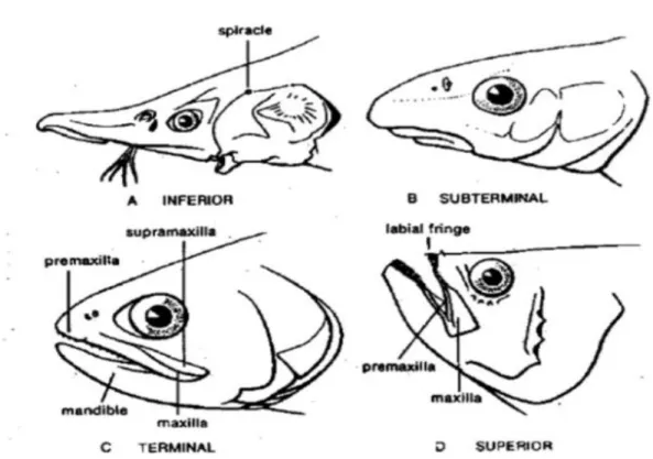 Gambar 9.  Mulut Ikan Berdasarkan Letaknya 