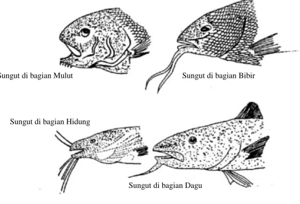 Gambar 11. Bentuk dan Letak Sungut Pada Ikan  2.3.5.  Scute  