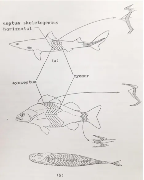 Gambar  15.  Pola  myomer  otot  lateral  dan  otot  dorsal  ikan  Elasmobrachii  (a)  dan  ikan                                                 Osteichthyes (b) 